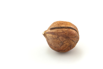 Single Shelled Hazelnut on White (close up)