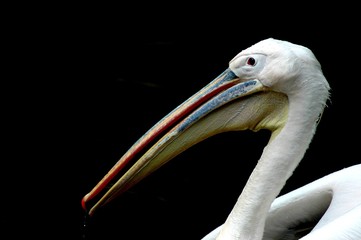 PELICAN BIRD