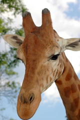 Giraffa3