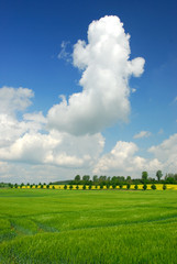 Fototapety na wymiar - Fototapeta24.pl