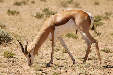 impala