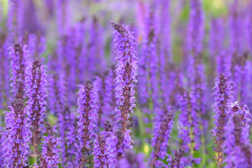 Fototapeta premium Purple Flower Background