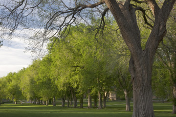 Alley of old American elm trees in spring