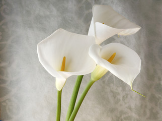 fresh white calla lilies