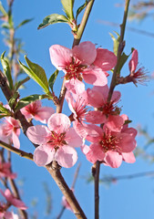 Flowered peach tree