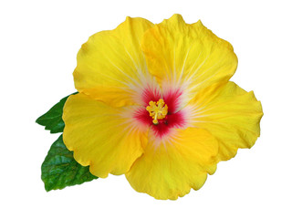 Gelbe Hibiskusblüte © elimare