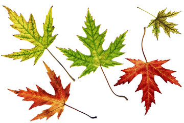 autumn leaves