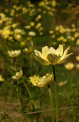 Pulsatilla alpina