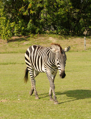 Fototapeta na wymiar Wild zebra