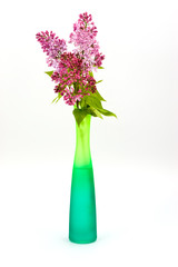 Purple lilac