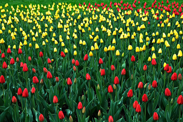 Field of red and yellow tulips