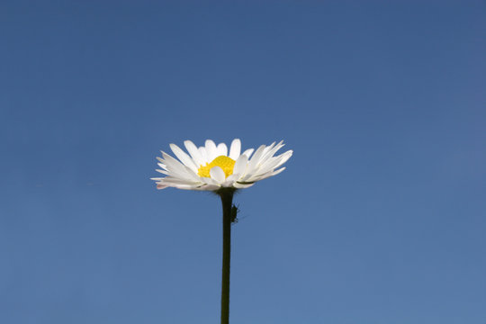 daisy against blue sky