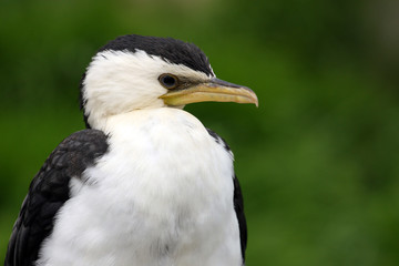 Cormoran pie - Phalacrocorax melanoleucos