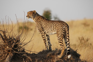 Cheetah (Acinonyx jubatus), Masai Mara, Kenya