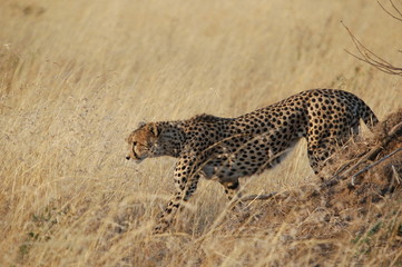 Cheetah (Acinonyx jubatus), Masai Mara, Kenya