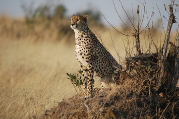 Naklejka na ściany i meble Cheetah (Acinonyx jubatus), Masai Mara, Kenya