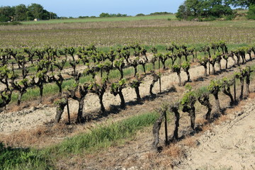 Fototapeta na wymiar Vigne,Côtes du Rhone