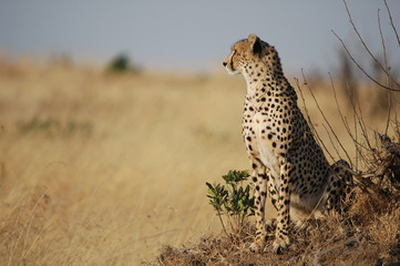 Cheetah sitting on a rock at Masai Mara, Kenya