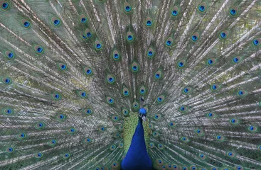Fotobehang peacock © Karolina