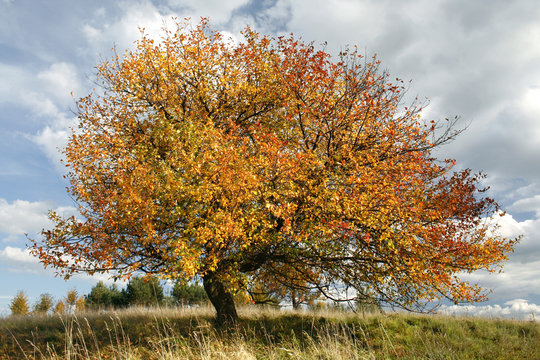 autumn apple-tree