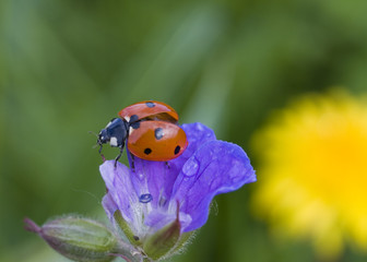 Fototapeta premium gleich fliege ich los
