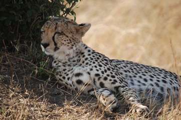Cheetah sleeping in the shade at Masai Mara, Kenya