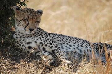 Cheetah sleeping in the shade at Masai Mara, Kenya