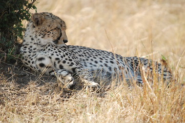 Cheetah (Acinonyx jubatus), Masai Mara, Kenya