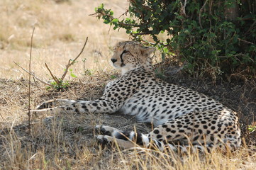 Cheetah (Acinonyx jubatus), Masai Mara, Kenya