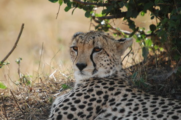 Cheetah (Acinonyx jubatus), Masai Mara, Kenya