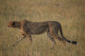Cheetah (Acinonyx jubatus), Masai Mara, Kenya