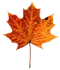 red maple autumn leaf