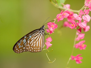 Fototapeta na wymiar Niebieski Szklo Tiger Butterfly feedin na różowe kwiaty o pełzającym
