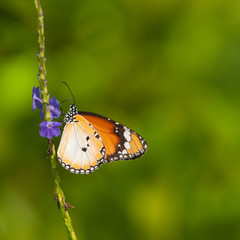 Butterfly Feeding on Blue Flowers