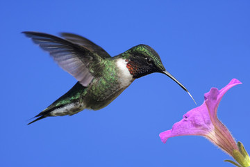 Male Ruby-throated Hummingbird (archilochus colubris) © Steve Byland