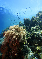 Fototapeta na wymiar Coral reefs