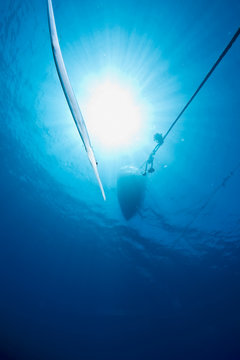 Ocean, Sun And Cornetfish