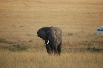 Naklejka na ściany i meble African Bush Elephant (Loxodonta africana) at Masai Mara, Kenya
