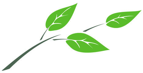 Branch with green leaves