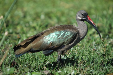 Hadada Ibis, Bostrychia hagedas, Naivasha Lake, Kenya, Africa