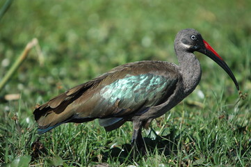 Hadada Ibis, Bostrychia hagedas, Naivasha Lake, Kenya, Africa