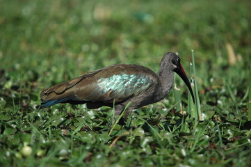 Hadada Ibis, Bostrychia hagedas, Naivasha Lake, Kenya, Africa