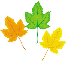 Maple leaves (Vector)