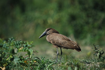 Fototapeta premium Hammerkop, Scopus umbretta, Africa, Kenya, Masai Mara
