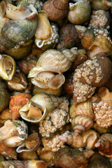 BULOTS - - - Marché