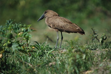 Hammerkop, Scopus umbretta, Africa, Kenya, Masai Mara