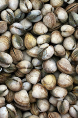 COQUES - - - Marché