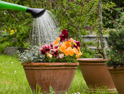 garten gartenarbeit blume gie&szlig;en