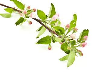 Branch apple blossom on white background