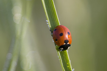 Ladybug on blade of grass